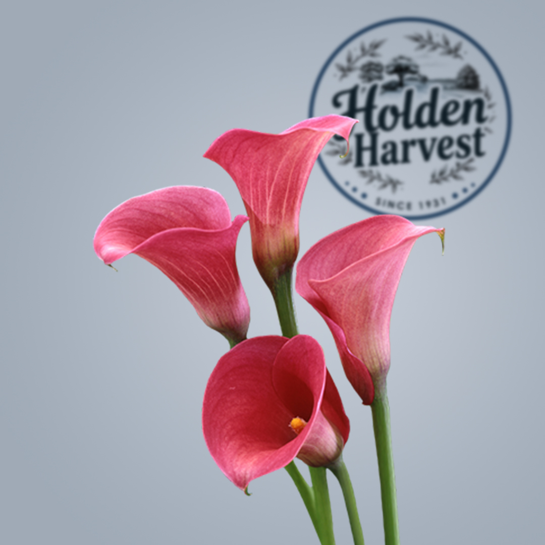 Calla Lily pink-boquote